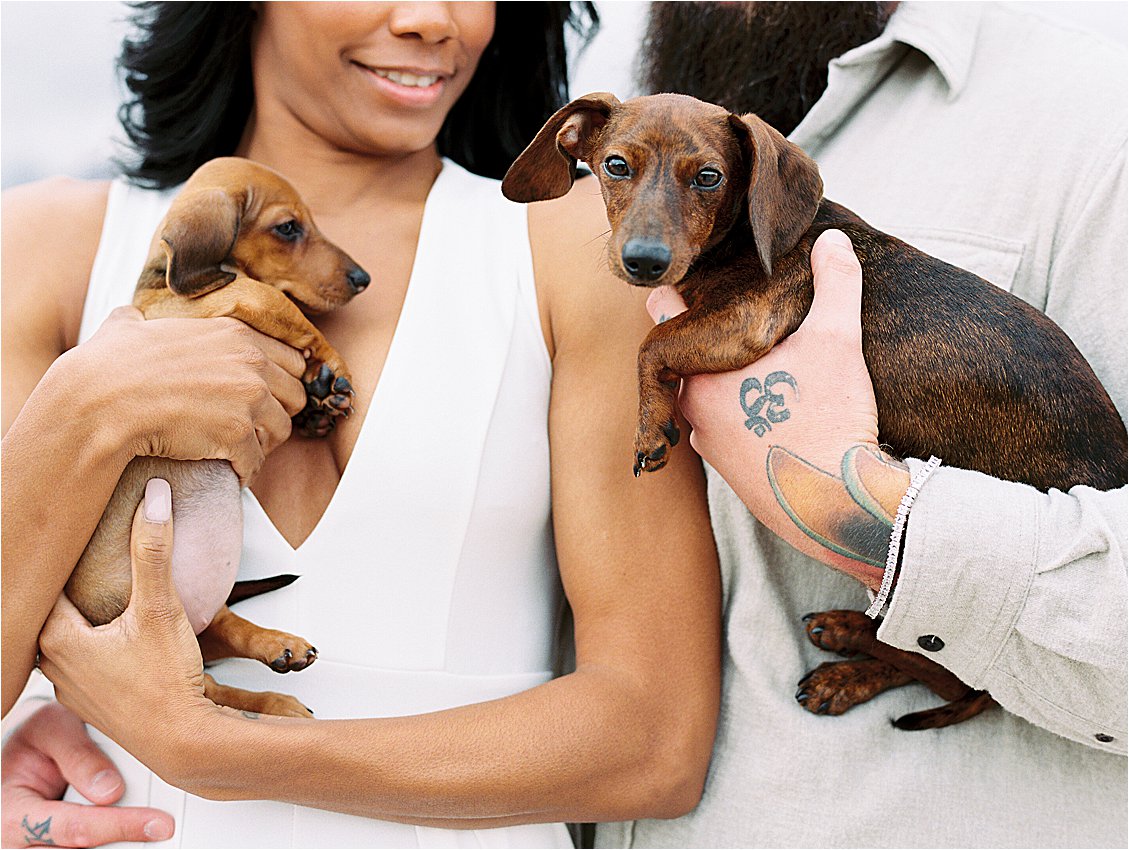 Dachshund Puppies in Las Vegas with Destination Film Wedding Photographer, Renee Hollingshead