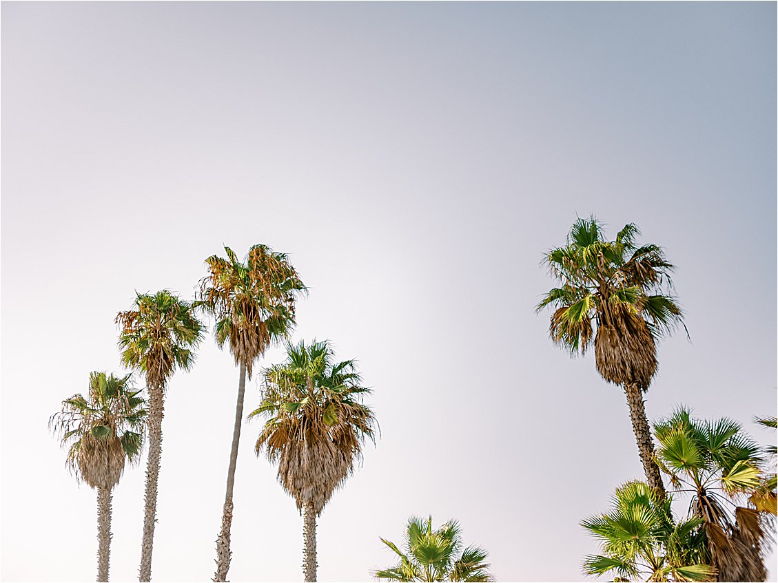 San Diego Palm Trees in Coronado Island