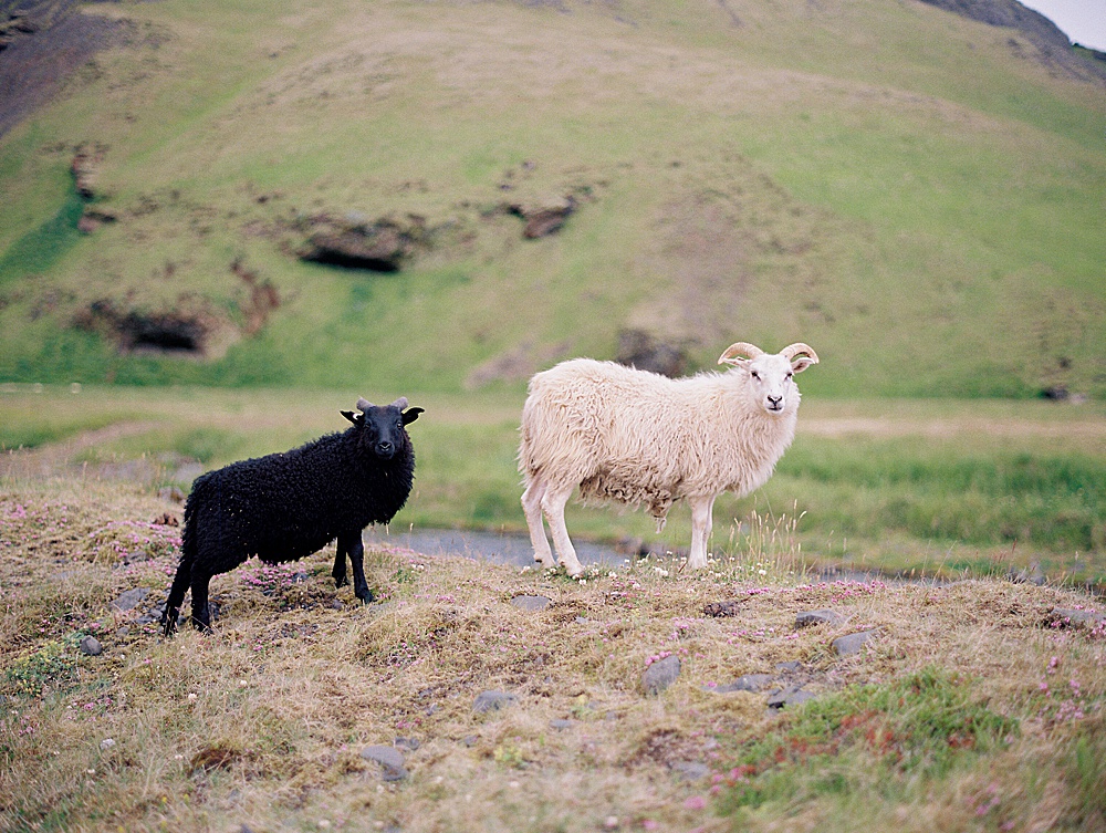 Sheep in Iceland 