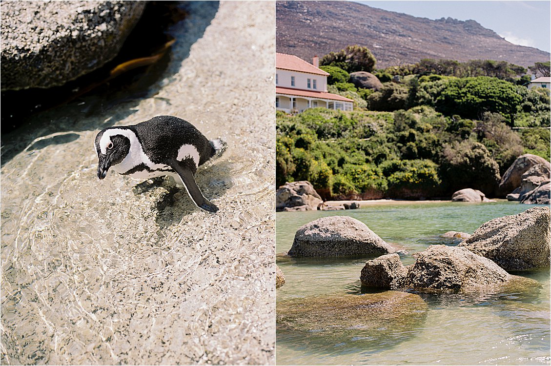 Things to do in Cape Town South Africa with film destination wedding photographer Renee Hollingshead. Boulders Beach, Penguin Beach in Simons Town
