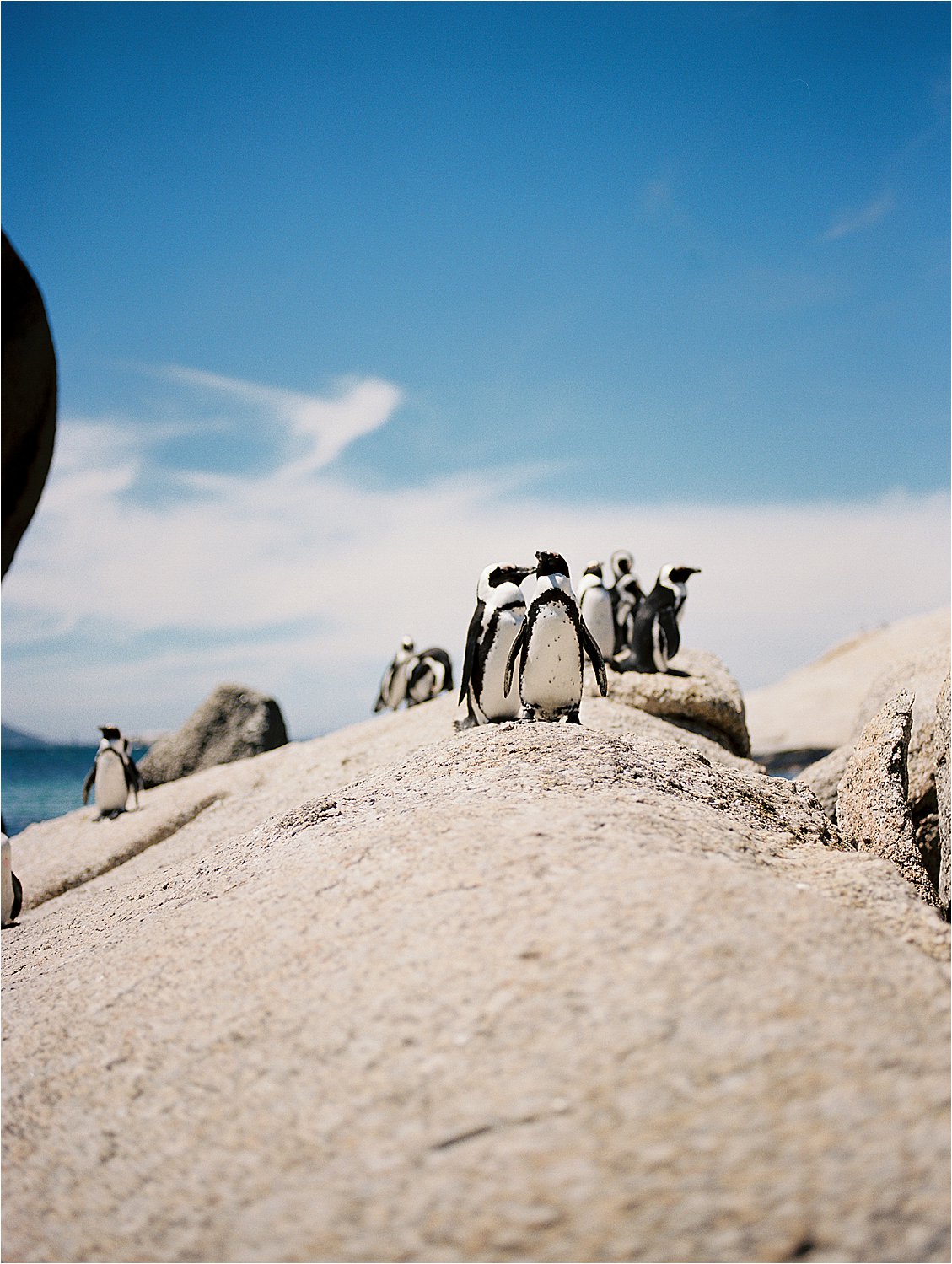 Travel to Boulder Beach in Cape Town, also known as Penguin Beach in South Africa with film destination wedding photographer Renee Hollingshead