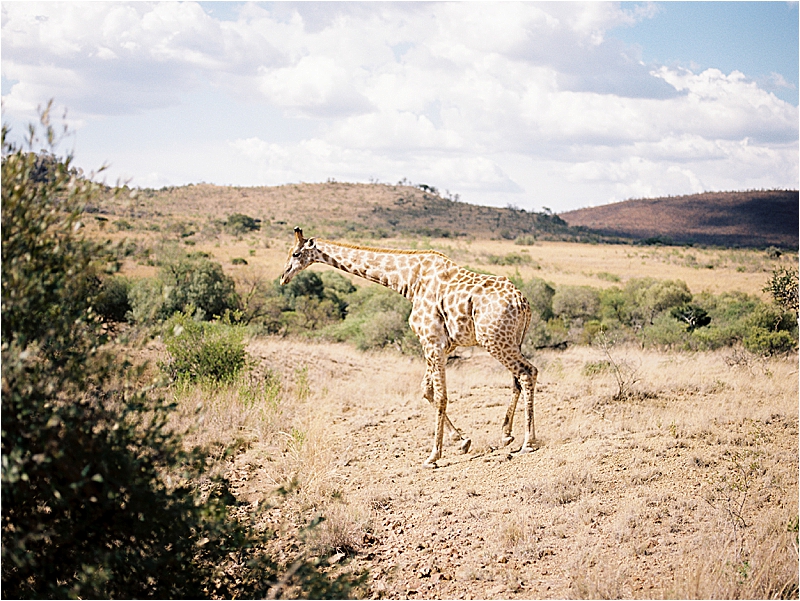 A giraffe walking through golden grassland under a partly cloudy sky on a South Africa safari tour. Photo by destination film wedding photographer Renee Hollingshead.