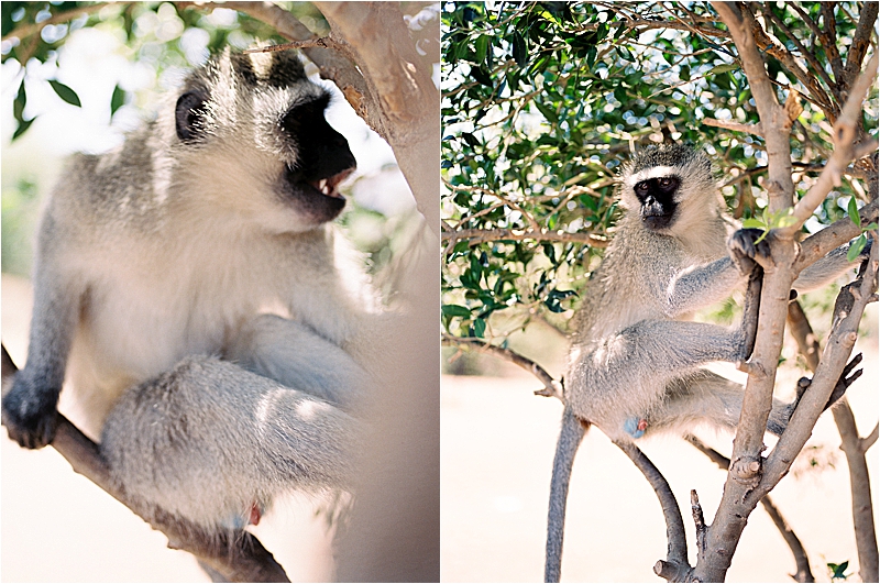 A vervet monkey mid-call, gripping a tree branch with visible teeth bared. Photo by destination film wedding photographer Renee Hollingshead.