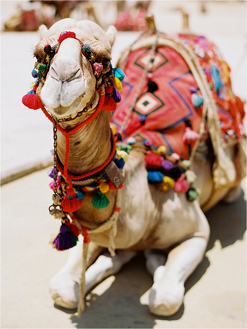 Colorful camel at the Great Pyramid of Giza in Cairo, Egypt on film