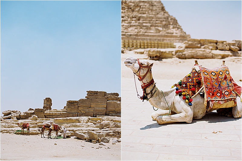 Camels at the Pyramids of Giza by film travel photographer, Renee Hollingshead