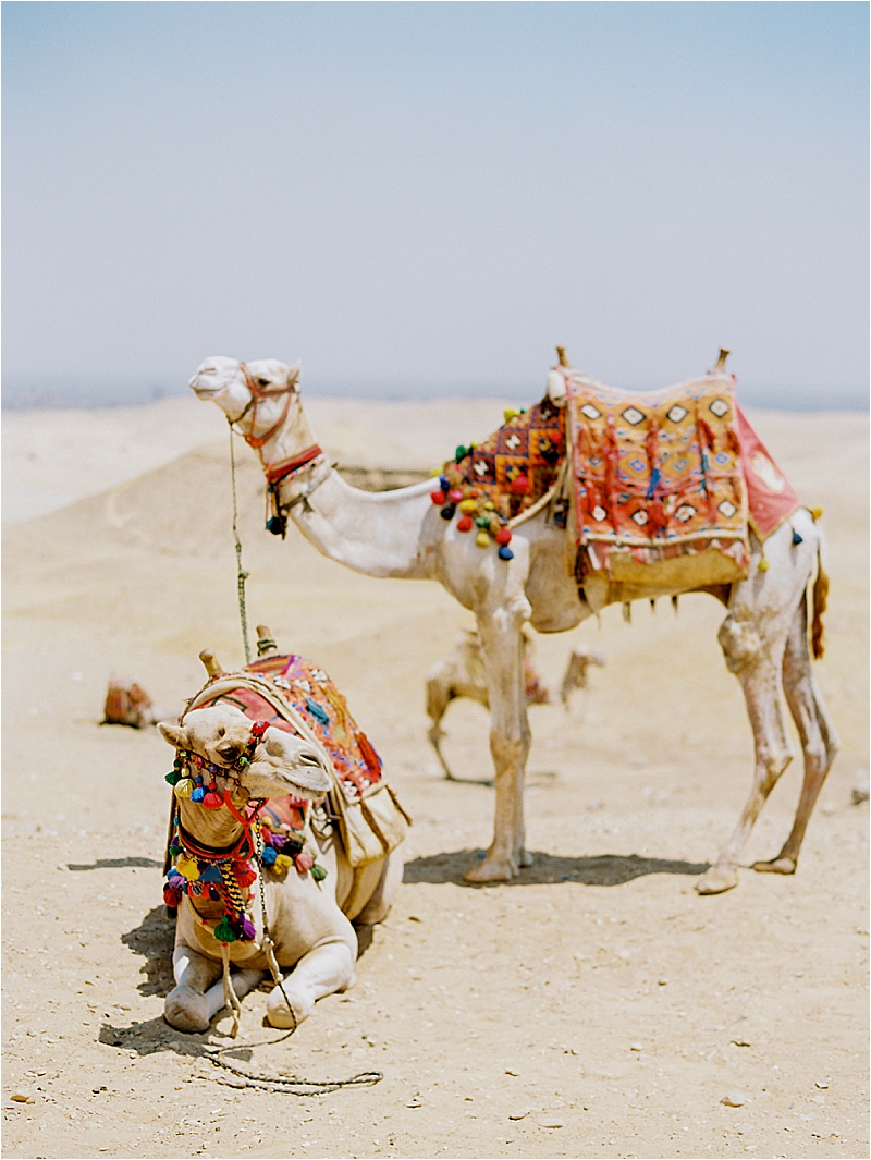 Camels in the desert at the Pyramids of Giza with film travel photographer, Renee Hollingshead