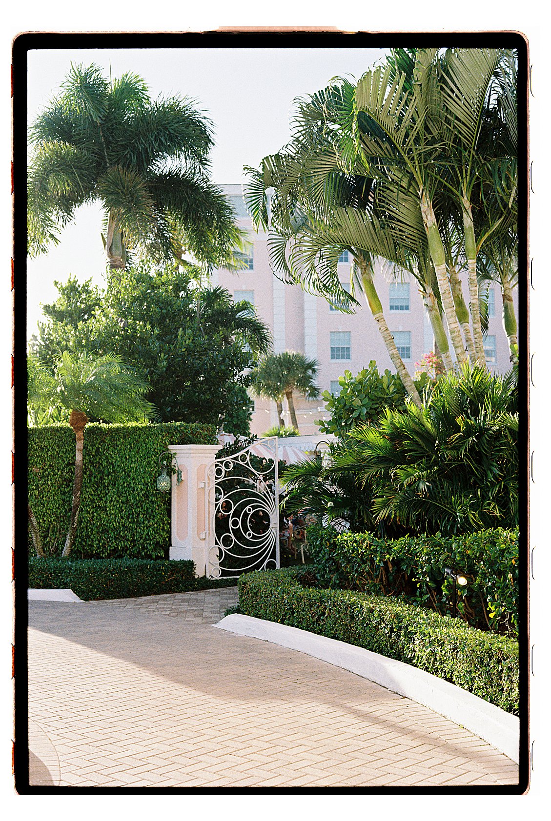 Ornate white iron entrance gate to The Colony Hotel Palm Beach framed by lush tropical palm trees, film photography by Renee Hollingshead 