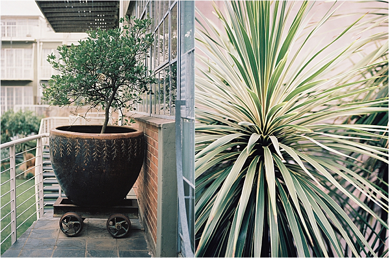 Diptych of Johannesburg Airbnb details on film — a potted olive tree on a wheeled cart on a balcony and a close-up of a tropical spiky plant, captured by destination film photographer Renee Hollingshead