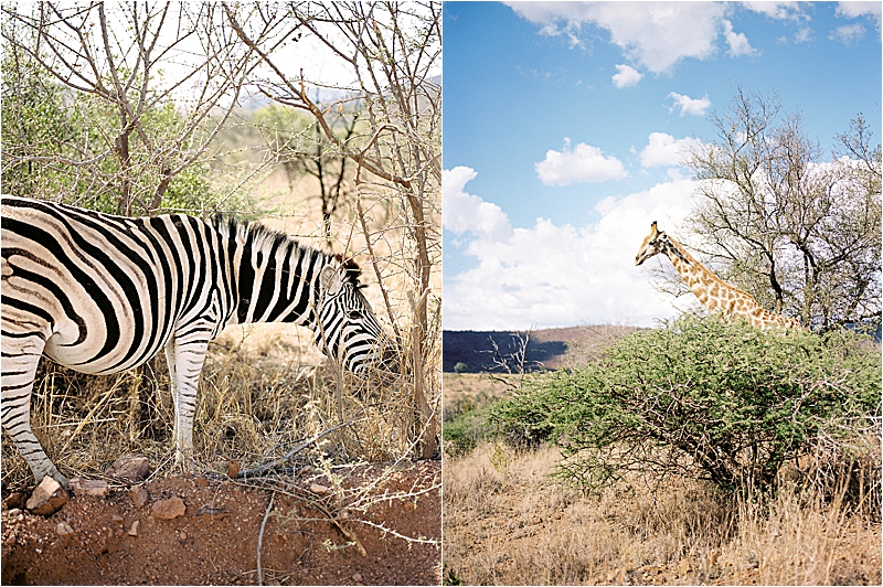 Diptych of wildlife at Pilanesberg National Park, South Africa on film — a zebra grazing among dry brush and a tall giraffe feeding from a tree against a bright blue sky, photographed by destination film photographer Renee Hollingshead