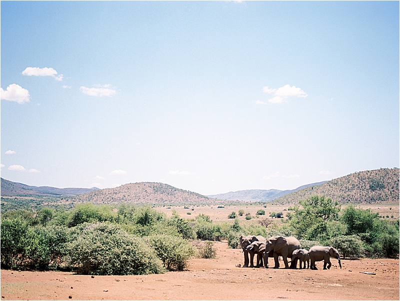 Wide landscape film image of a herd of elephants gathered on red earth at Pilanesberg National Park, South Africa, surrounded by green bushes and rolling hills under a pale blue sky, photographed by Renee Hollingshead