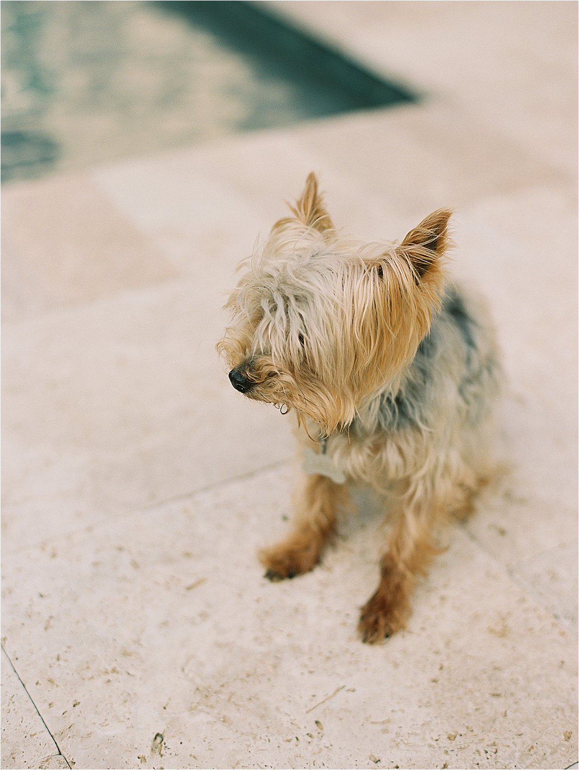 Small terrier dog Jazz sitting by a pool in warm afternoon light, the last frame on the roll captured on Kodak Portra 400 by Renee Hollingshead